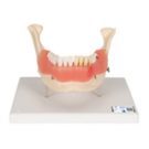 Anatomisk modell - Odontologi
